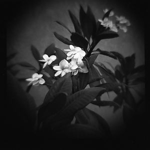 White_Flowers_by_Diana_3898836713_o.jpg